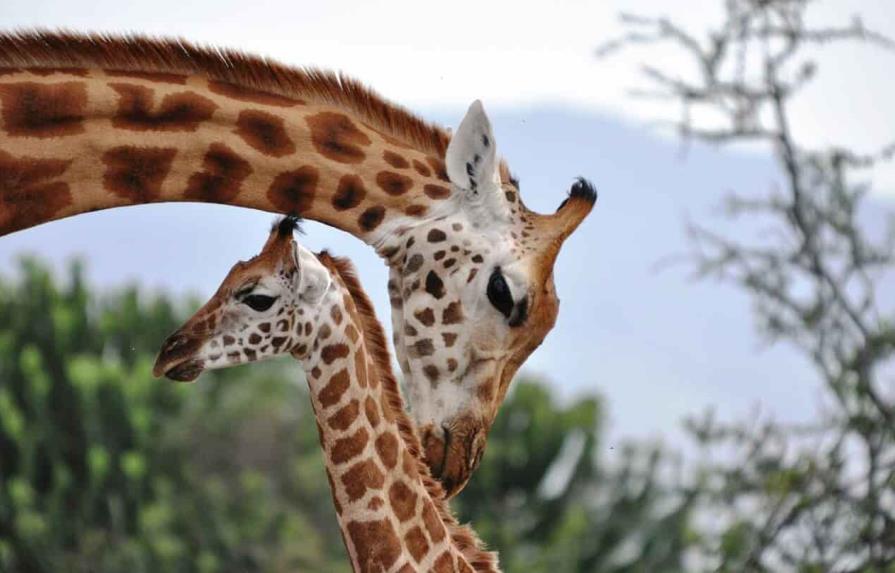 Piden devolver jirafas a África, tras malos tratos en un zoológico en Brasil