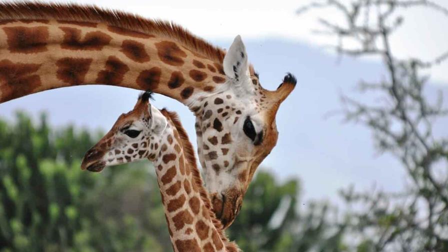 Piden devolver jirafas a África, tras malos tratos en un zoológico en Brasil