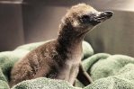 Dos pingüinos del mismo sexo adoptan a un polluelo en un zoológico de Estados Unidos