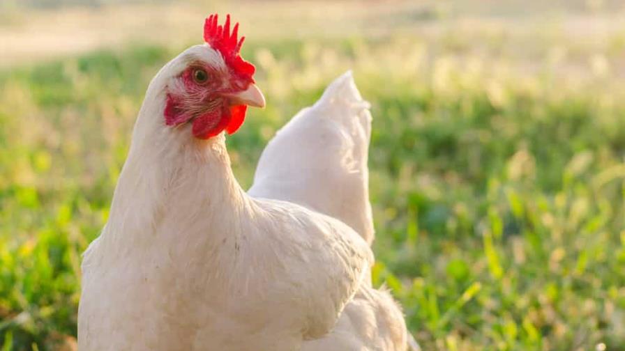 Una gallina intentó ingresar al Pentágono