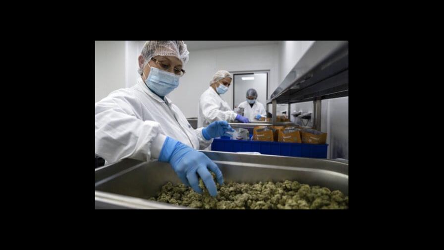 Exgobernantes israelíes impulsan marihuana medicinal