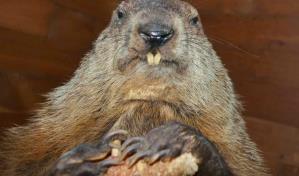 La marmota de Washington trae malos augurios para Biden: m&aacute;s bloqueo pol&iacute;tico