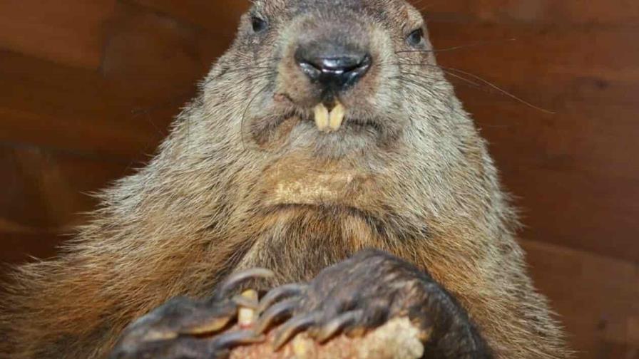 La marmota de Washington trae malos augurios para Biden: más bloqueo político