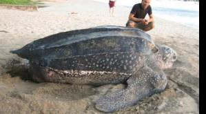 Tras las tortugas más grandes del mundo