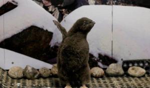 Bebé de pingüino es entrenado por sus cuidadores en México