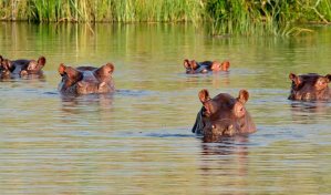 Colombia incluir&aacute; a los hipop&oacute;tamos en lista de especies invasoras