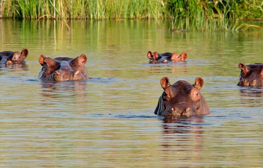 Colombia incluirá a los hipopótamos en lista de especies invasoras