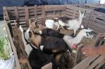 Gobierno apuesta por la reactivación de la crianza de chivos en 10 provincias Gobierno apuesta por la reactivación de la crianza de chivos en 10 provincias