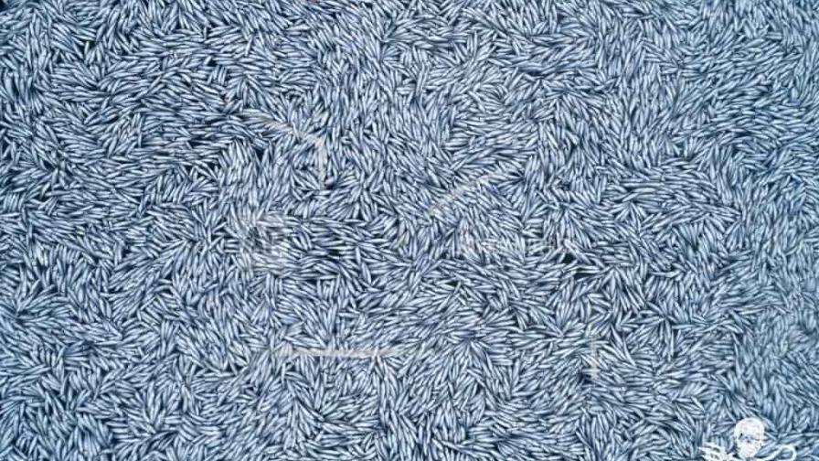 Francia abre investigación tras enorme manto de peces muertos