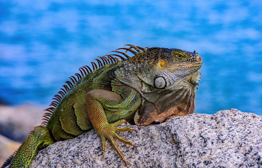 En Florida llovieron iguanas