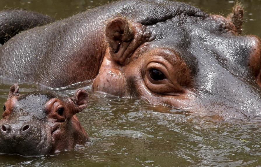 Cazar hipopótamos, una opción necesaria para controlar su invasión en Colombia