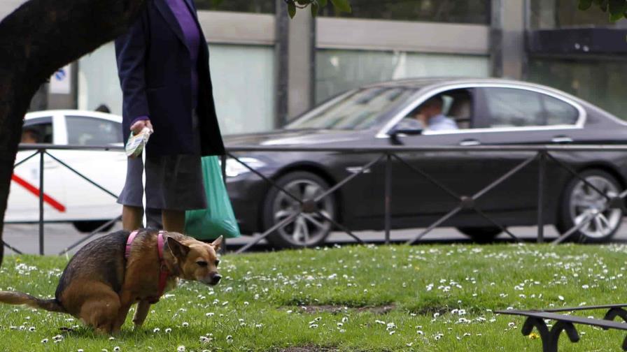 Científicos alertan sobre la contaminación provocada por las heces de perro