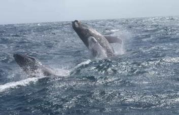 Varios países boicotean la creación de un santuario de ballenas en Atlántico