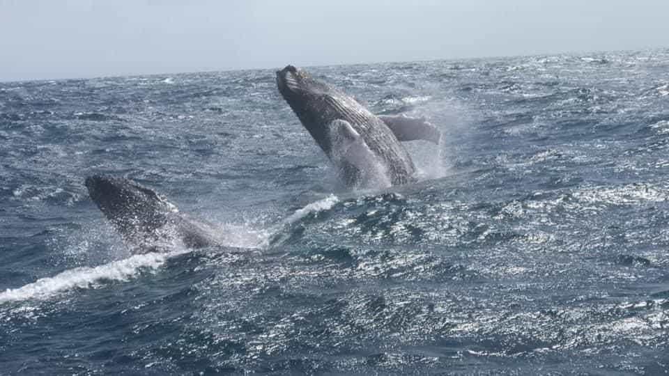 Boicotean Creación De Un Santuario De Ballenas En Atlántico - Diario Libre