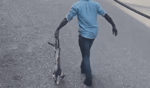 Denuncian hombre que mató a golpes a un gato en Los Ríos