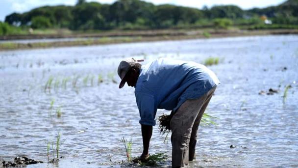 Piden la intervención del Gobierno para evitar colapso sector arrocero