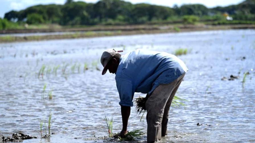 Piden la intervención del Gobierno para evitar colapso sector arrocero