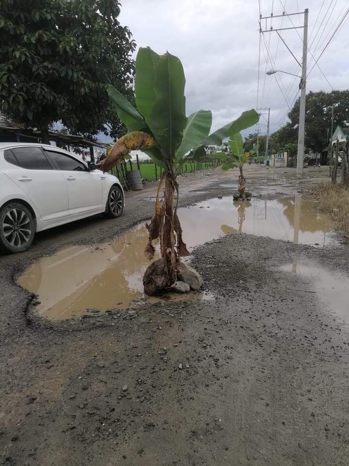 Una mata de plátano en carretera San José-Cenoví