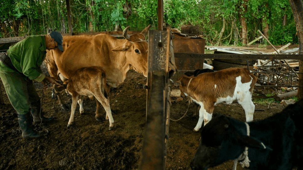 El intrincado viaje de la leche a Cuba bajo el embargo de EEUU