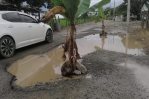 Siembran plátanos en carretera Cenoví-San José en protesta por su mal estado