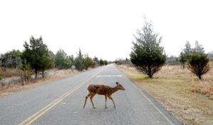 Repunte de &oacute;micron en NY tambi&eacute;n afect&oacute; a venados, seg&uacute;n estudio