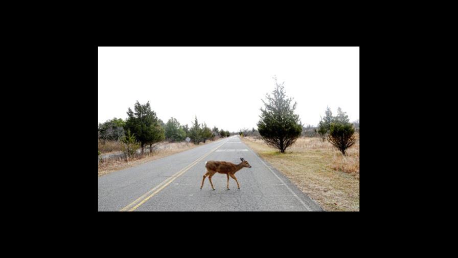Repunte de ómicron en NY también afectó a venados, según estudio