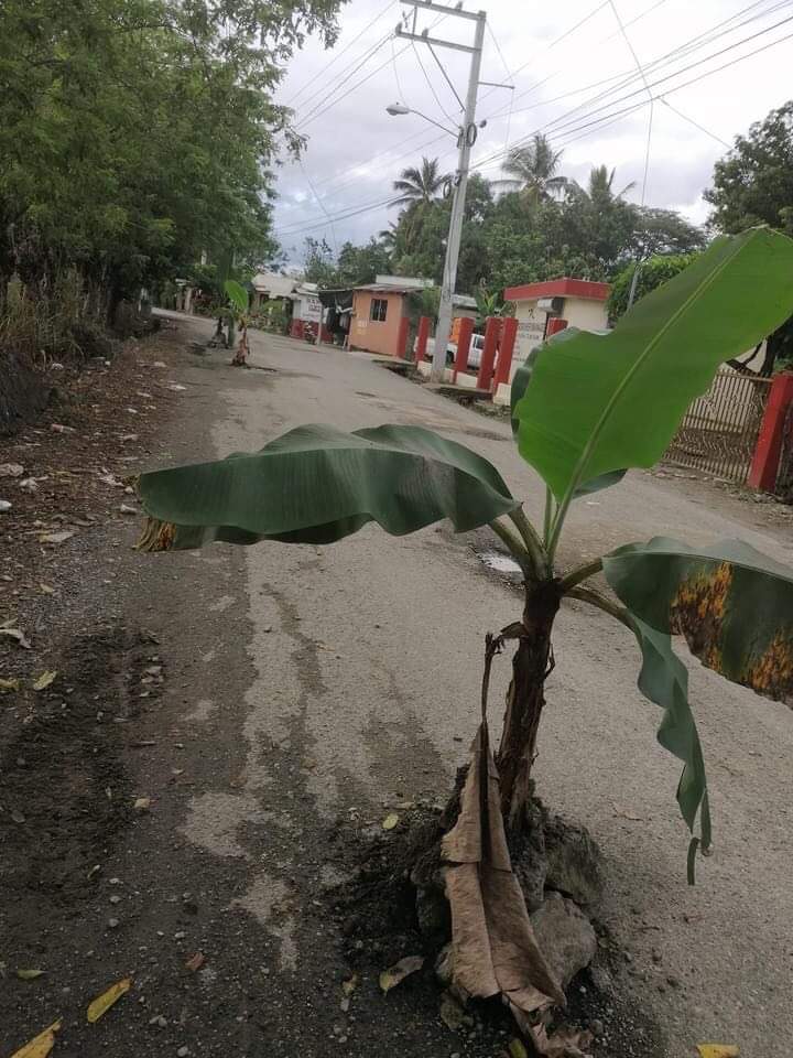 Una mata de plátano en carretera San José-Cenoví