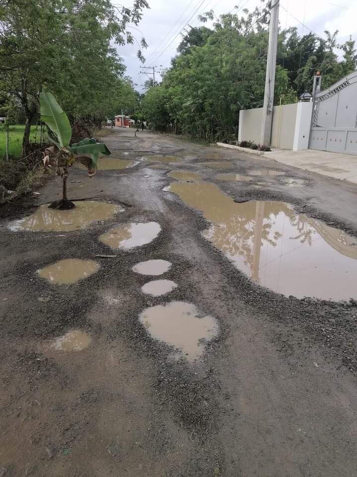 Una mata de plátano en la carretera San José-Cenoví