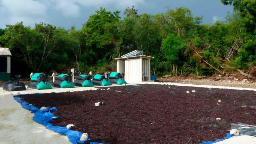 Generan biogás a partir de la codigestión del sargazo y residuos de cocina Generan biogás a partir de la codigestión del sargazo y residuos de cocina