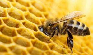 Roban 60,000 abejas en Pensilvania