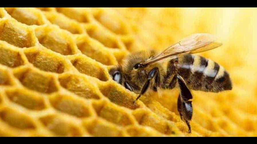 Roban 60,000 abejas en Pensilvania