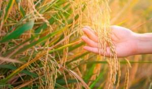 Sector arrocero elaborará propuesta para presentársela al presidente Abinader