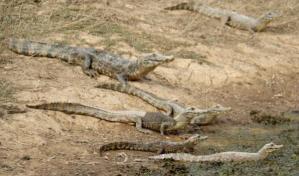 La Policía puertorriqueña halla tres caimanes durante operativo antidroga