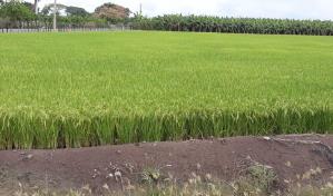 Gobierno se acerca a un acuerdo con arroceros para proteger al sector