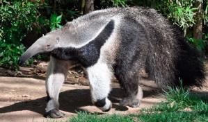 Animales de Argentina en peligro de extinción pueden ser vistos en Google por medio de realidad aumentada