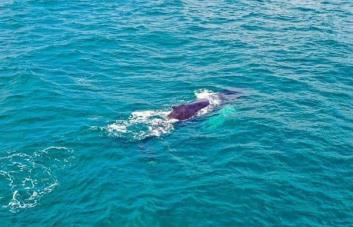 República Dominicana ve crecer el número de ballenas y de turistas