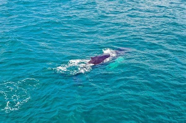 Cinco muertos tras el choque entre un barco y una ballena