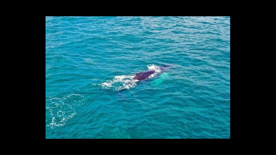 República Dominicana ve crecer el número de ballenas y de turistas