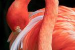 El icónico flamenco rosa de Florida regresa a casa El icónico flamenco rosa de Florida regresa a casa