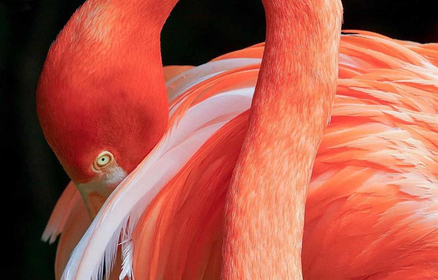 El icónico flamenco rosa de Florida regresa a casa