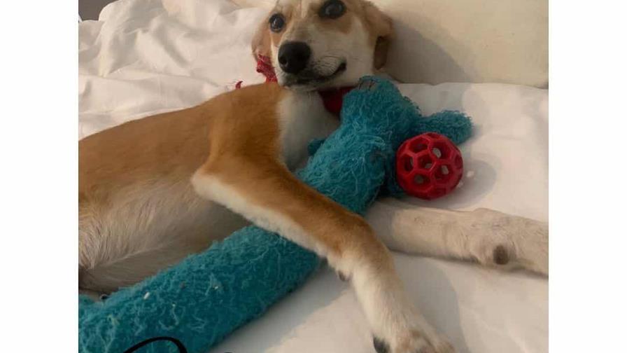 Adoptan a la perrita Minerva