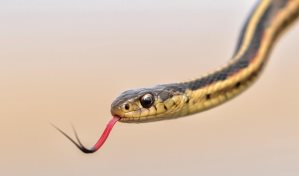 Serpiente provoca aterrizaje de emergencia de un avión