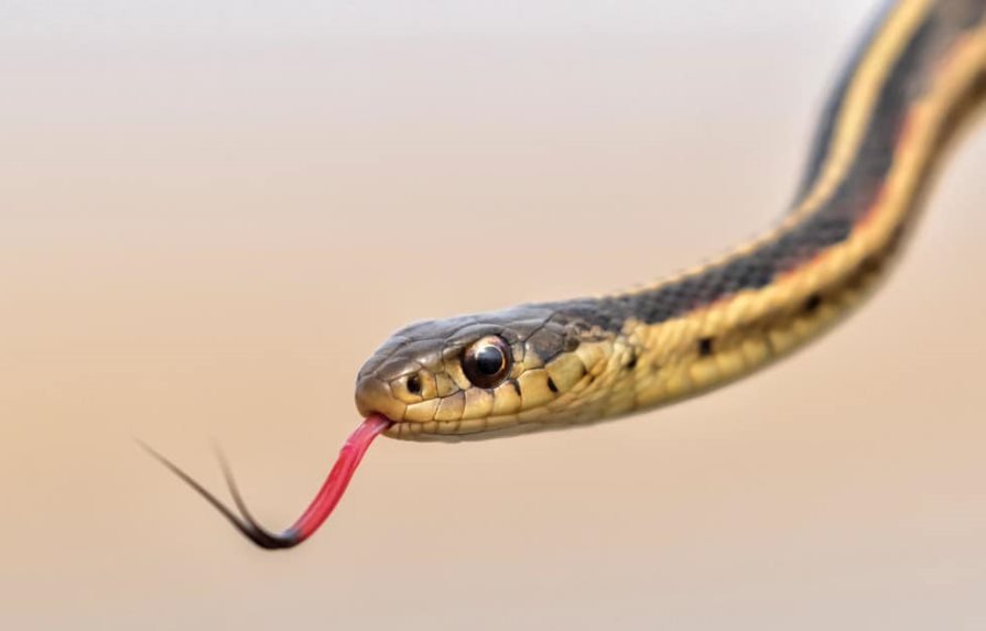 Serpiente provoca aterrizaje de emergencia de un avión