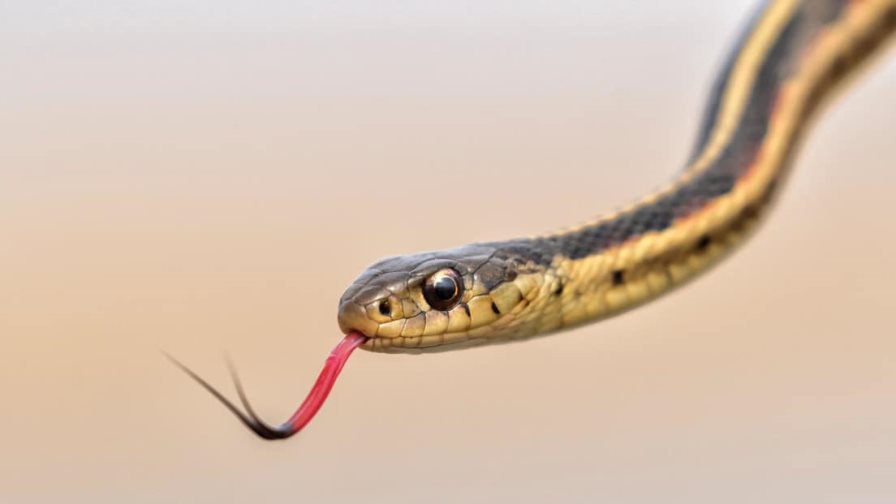 Serpiente provoca aterrizaje de emergencia de un avión