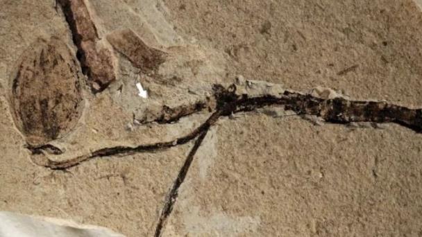 Encuentran en China un botón floral fosilizado de 160 millones de años