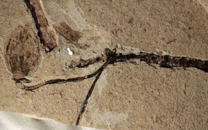 Encuentran en China un botón floral fosilizado de 160 millones de años