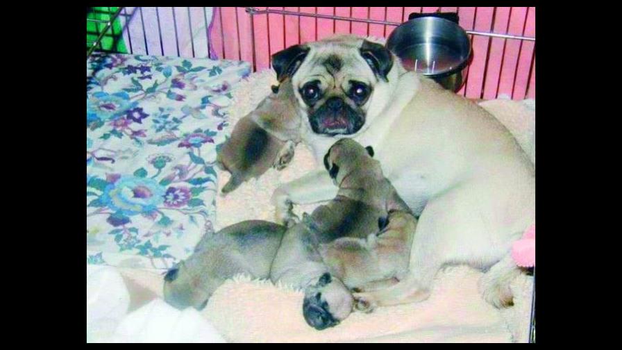 ¿Cuándo debe vacunarlos? ¿Cuándo debe vacunarlos?