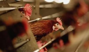 Autoridades de Nueva York confirman casos de gripe aviar