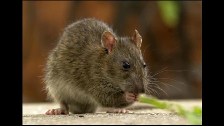 Como los humanos, las ratas son capaces de estimar la duración de sus actos