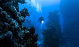 Los enigmas sonoros del silencioso mundo submarino